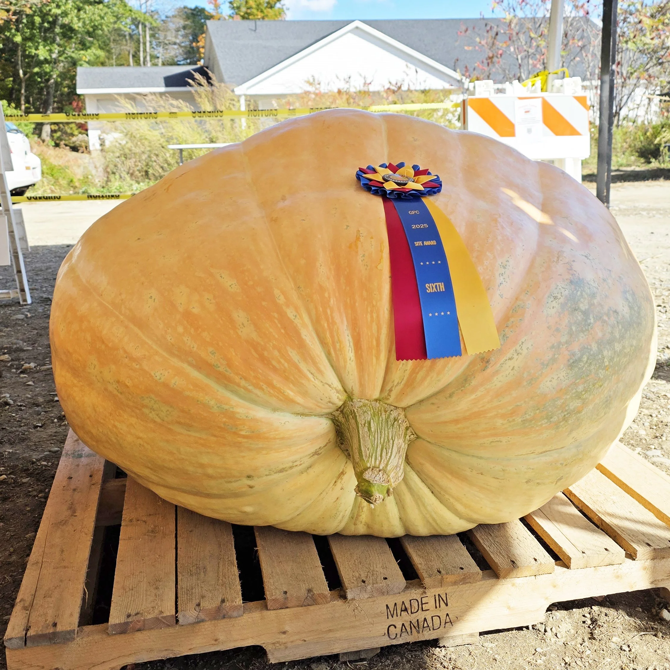値下げ　レア　高品質　シトリン　BIGサイズ　12面体ヴォーゲルワンド　スタンド Giant Pumpkin Seeds | FREE shipping — Green Adrenaline